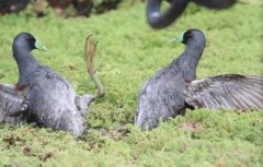 Pollona pintada/Spot-flanked Gallinule