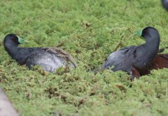 Pollona pintada/Spot-flanked Gallinule