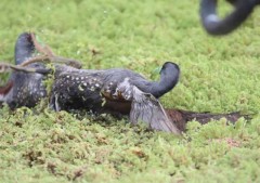 Pollona pintada/Spot-flanked Gallinule