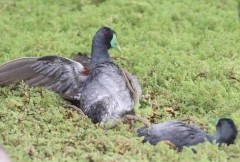 Pollona pintada/Spot-flanked Gallinule