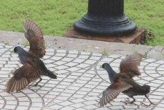 Pollona pintada/Spot-flanked Gallinule