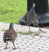 Pollona pintada/Spot-flanked Gallinule