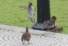 Pollona pintada/Spot-flanked Gallinule