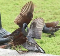 Pollona pintada/Spot-flanked Gallinule