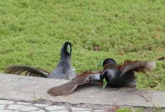 Pollona pintada/Spot-flanked Gallinule