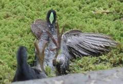 Pollona pintada/Spot-flanked Gallinule