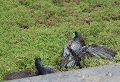 Pollona pintada/Spot-flanked Gallinule