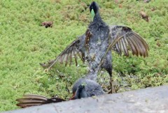 Pollona pintada/Spot-flanked Gallinule