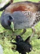 pollona pintada/Spot-flanked Gallinule