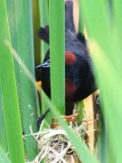 Varillero congo/Chestnut-capped Blackbird