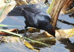 Varillero congo M/Chestnut-capped Blackbird M