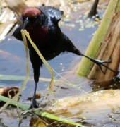 Varillero congo M/Chestnut-capped Blackbird M