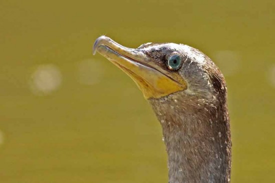 Biguá/Neotropic Cormorant