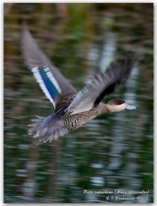 Pato capuchino/Silver Teal