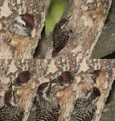 Carpintero bataraz chico/Checkered Woodpecker