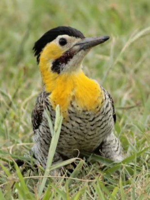 Carpintero campestre M/Campo Flicker M