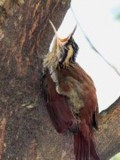 Chinchero chico J/Narrow-billed Woodcreeper J