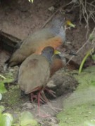 Chiricote/Grey-necked Wood-Rail