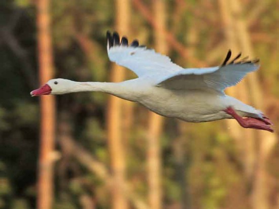 Coscoroba/Coscoroba Swan