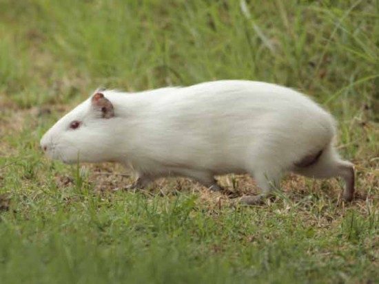 Cuis grande/Brazilian Guinea pig