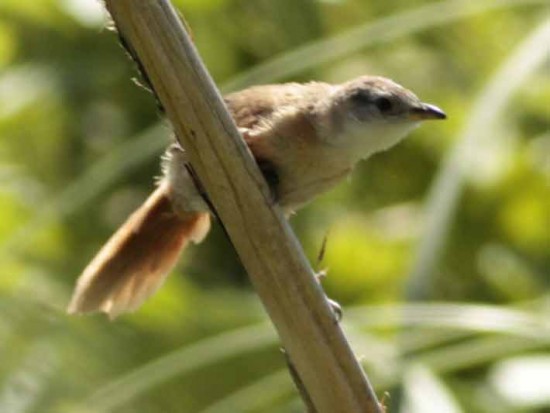 Espinero pecho manchado/Freckle-breasted Thornbird