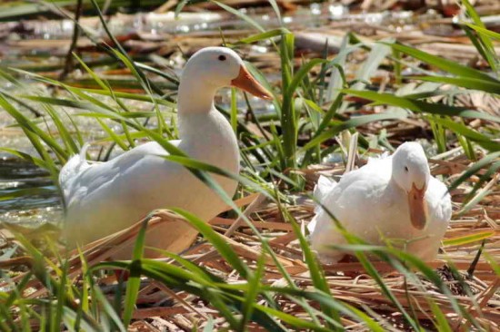 Pato Pekin/Pekin Duck