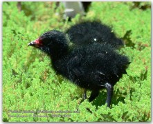 pollona pintada/Spot-flanked Gallinule