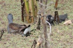 Pollona pintada/Spot-flanked Gallinule