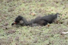 Pollona pintada/Spot-flanked Gallinule