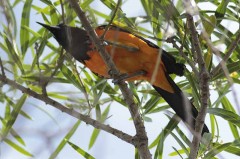 Turpial/Campo Troupial