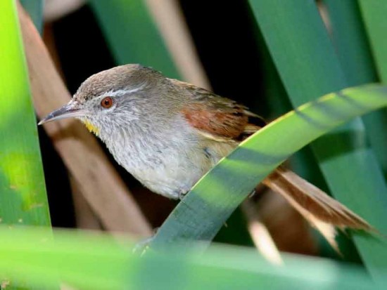 Curutié ocráceo/Sulphur-bearded Spinetail