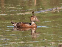 Pato picazo J/Rose-billed Pochard J