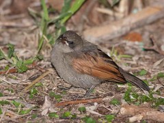 Tordo músico J/Bay-winged Cowbird J