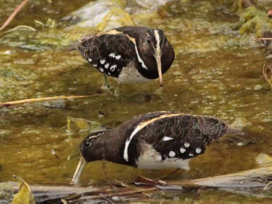 Aguatero/South American Painted Snipe