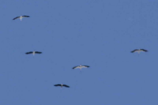 Cigüeña americana/Maguari Stork
