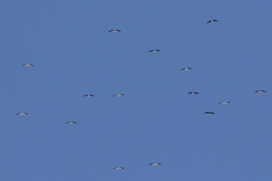 Cigüeña americana/Maguari Stork