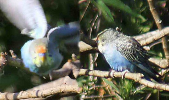 Cotorrita australiana/Budgerigar