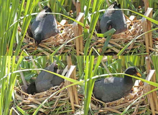 Gallareta escudete rojo/Red-fronted Coot