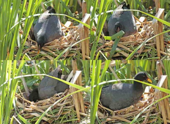 Gallareta escudete rojo/Red-fronted Coot