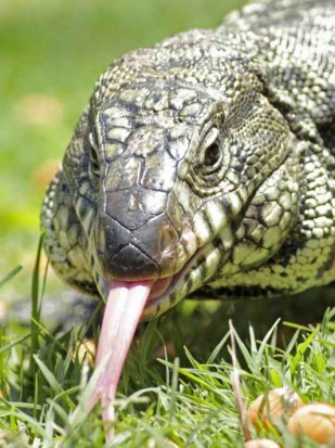 Lagarto overo/Black-and-white Tegu Lizard