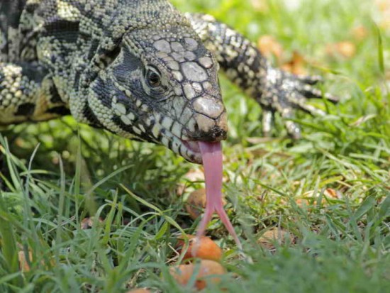 Lagarto overo/Black-and-white Tegu Lizard