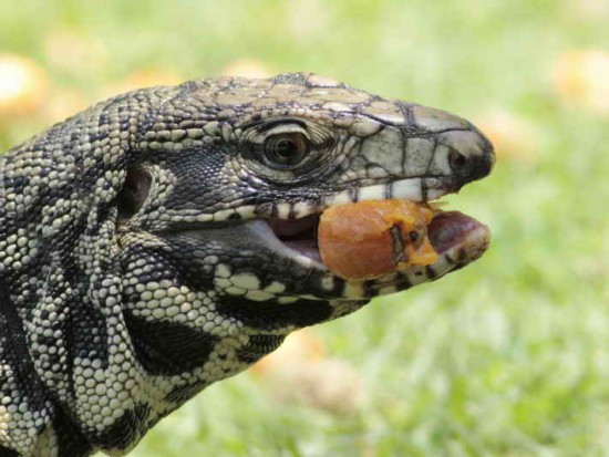 Lagarto overo/Black-and-white Tegu Lizard