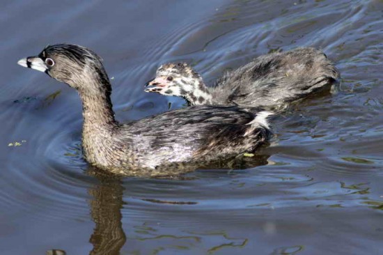 Macá pico grueso/Pied-billed Grebe