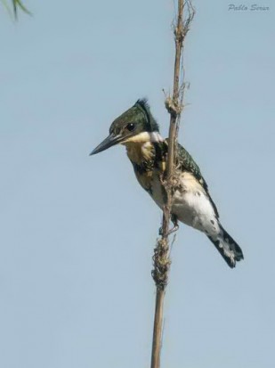 Martín pescador chico H/Green Kingfisher F