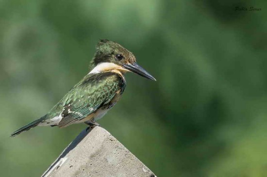 Nartín pescador chico H/Green Kingfisher