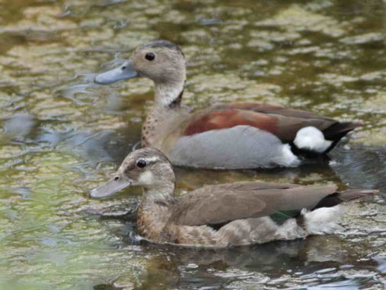 Pato de collar/Ringed Teal