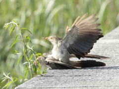 Pirincho/Guira Cuckoo