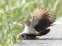 Pirincho/Guira Cuckoo