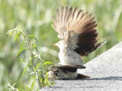 Pirincho/Guira Cuckoo