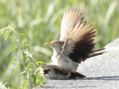 Pirincho/Guira Cuckoo